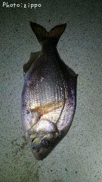 ���ߥ��ʥ�