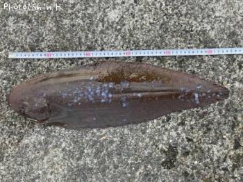 ���������Υ����ʥ����ӥ���