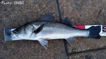 �����Х�