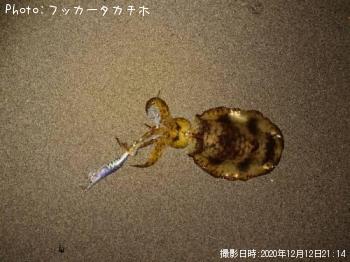 ¥¢¥ª¥ê¥¤¥«