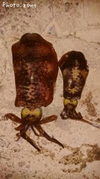 ¥¢¥ª¥ê¥¤¥«