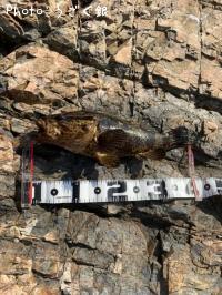 �٥å�������