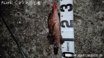 �����ϥ�