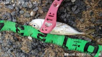 ¥¢¥¸¡õ¥«¥Þ¥¹