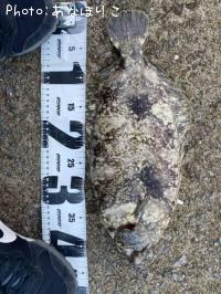 ¥Ê¥á¥¿¥¬¥ì¥¤