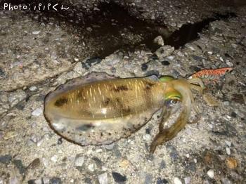 �����ꥤ��