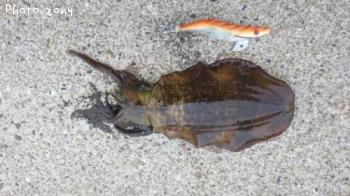 �����ꥤ��