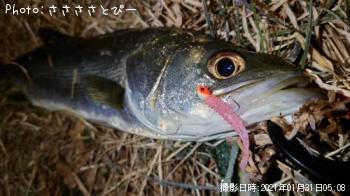 ¥·¡¼¥Ð¥¹