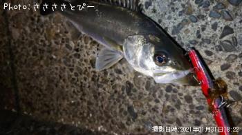 �����Х�