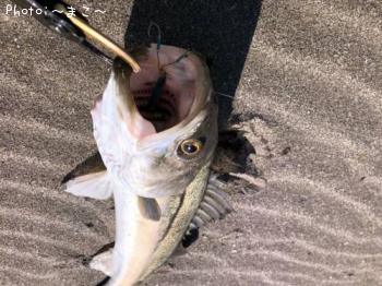 ¥µ¡¼¥Õ¥·¡¼¥Ð¥¹