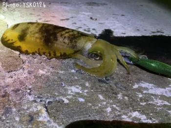 �����ꥤ��