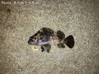 ���������饽��