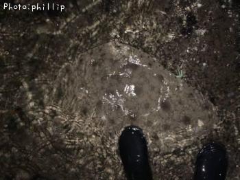 �ĥХ�������