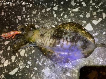 �����ꥤ��