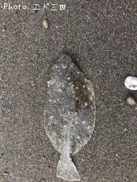 �����å�