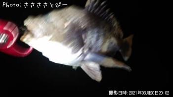 ¥¯¥í¥À¥¤
