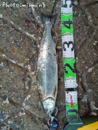 ¥µ¥¯¥é¥Þ¥¹