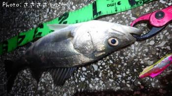 �����Х�����������