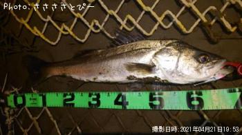 �����Х������󥴥����֥ʡ��ޥ���