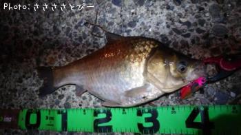 �����Х������󥴥����֥ʡ��ޥ���