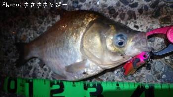 �����Х������󥴥����֥ʡ��ޥ���