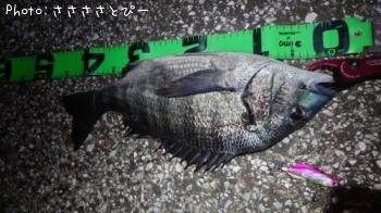 �������������󥴥����֥�