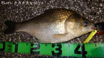 �������������󥴥����֥�