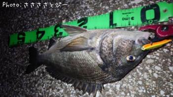 �������������󥴥����֥�