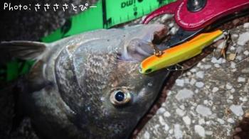 �������������󥴥����֥�