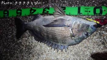 �������������󥴥����֥�