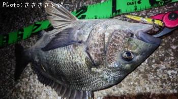 �������������󥴥����֥�