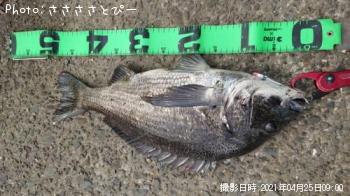 クロダイ