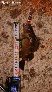 ¥¨¥¾¥á¥Ð¥ë