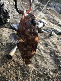 ¥ª¥¦¥´¥ó¥à¥é¥½¥¤