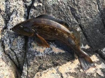 �����ʥ�