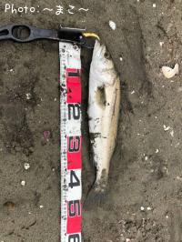 ¥µ¡¼¥Õ¥·¡¼¥Ð¥¹