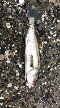 ¥µ¡¼¥Õ¥·¡¼¥Ð¥¹