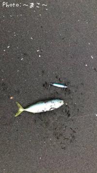 ¥µ¡¼¥Õ¥·¡¼¥Ð¥¹