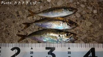 ¥¢¥¸¡õ¥á¥Ð¥ë