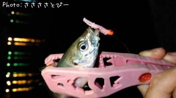 ¥¢¥¸¡õ¥á¥Ð¥ë