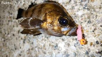 ¥¢¥¸¡õ¥á¥Ð¥ë