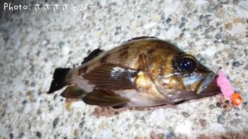 ¥¢¥¸¡õ¥á¥Ð¥ë