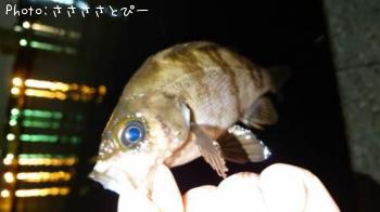 ¥¢¥¸¡õ¥á¥Ð¥ë