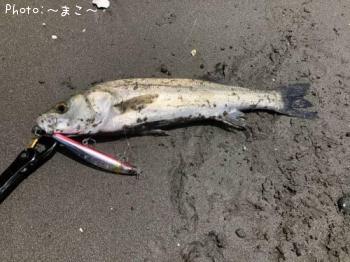 ¥µ¡¼¥Õ¥·¡¼¥Ð¥¹