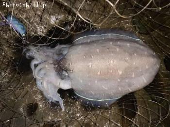 ��󥴥�����