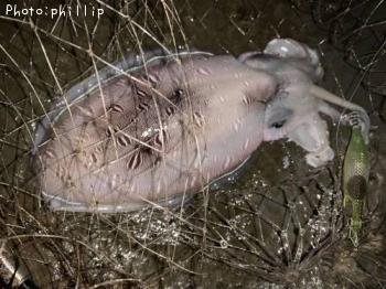 ��󥴥�����