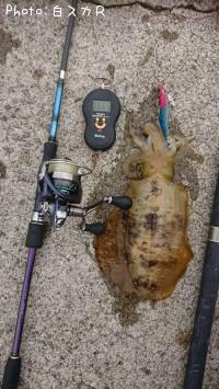 ¥¢¥ª¥ê¥¤¥«