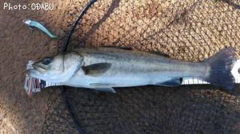 �����Х�