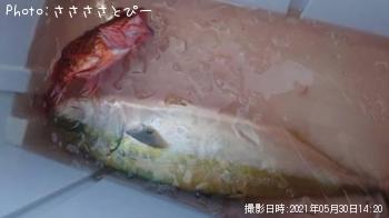 ¥¤¥Ê¥À¡õ¥«¥µ¥´¡õ¥Ï¥³¥ª¥³¥¼