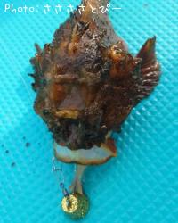 ¥¤¥Ê¥À¡õ¥«¥µ¥´¡õ¥Ï¥³¥ª¥³¥¼